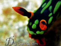 Nembrotha. Capture by Canon G9 with INON single strobe an... by Derrick Lim 